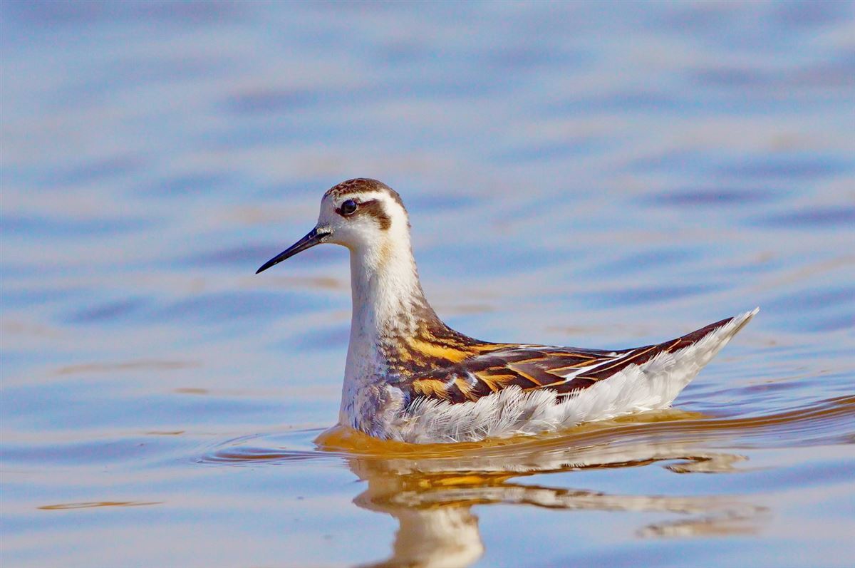 Red-necked Phalarope