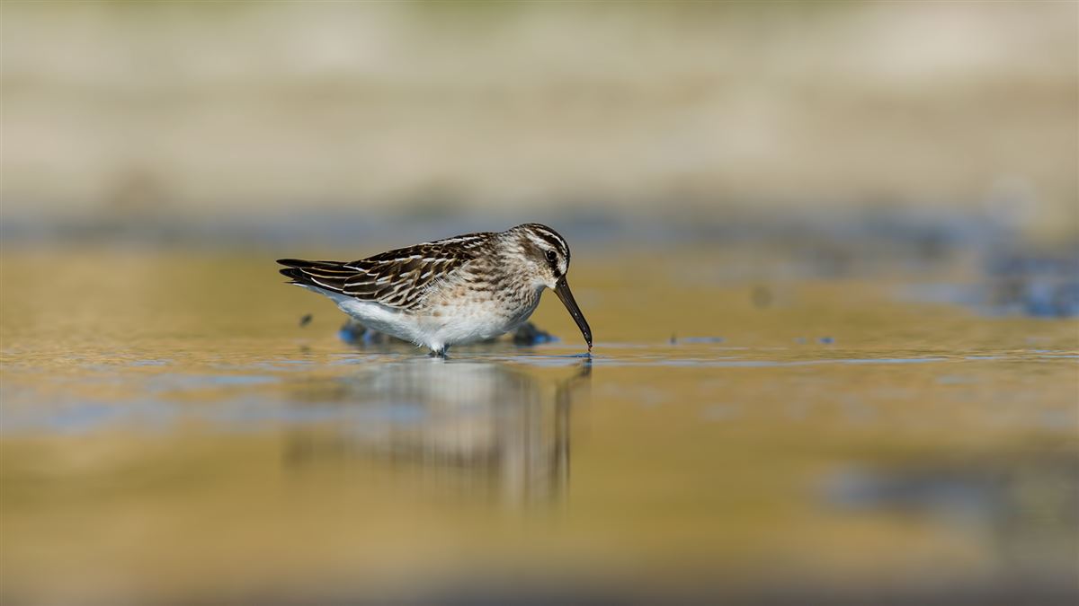 Broad-billed Sandpiper