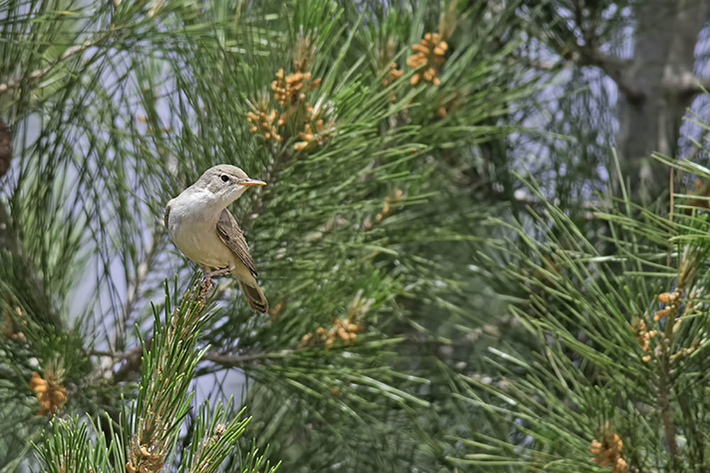 Upcher`s Warbler