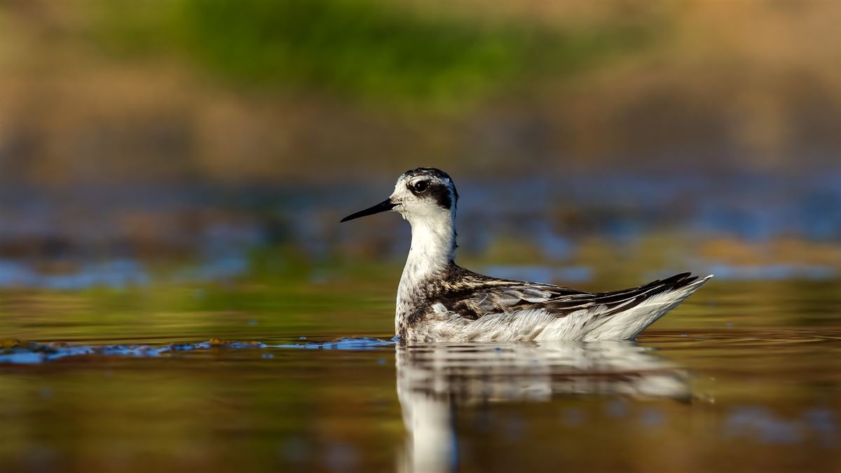 Red-necked Phalarope