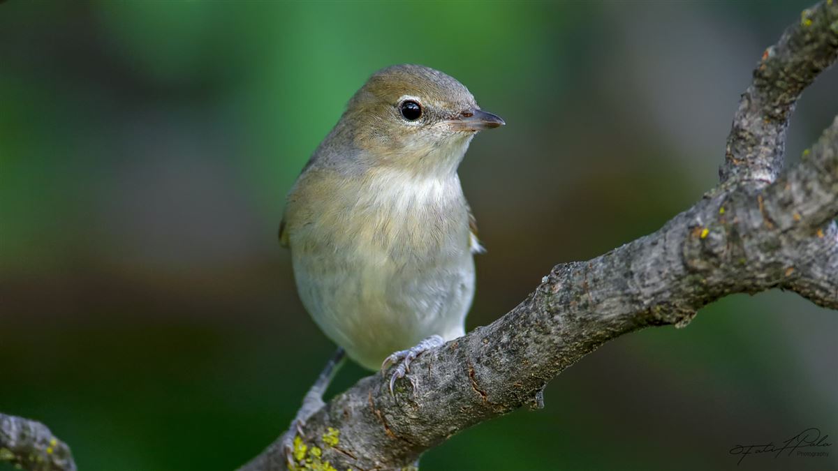 Garden Warbler