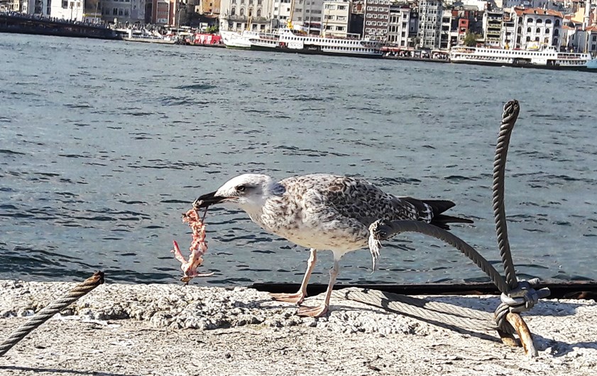 Gümüş Martı