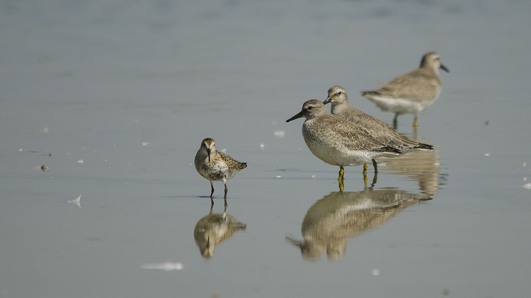 Red Knot