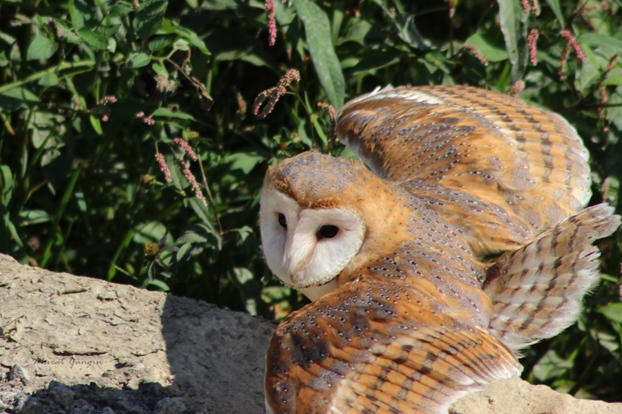 Western Barn Owl