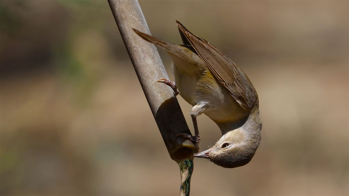Garden Warbler