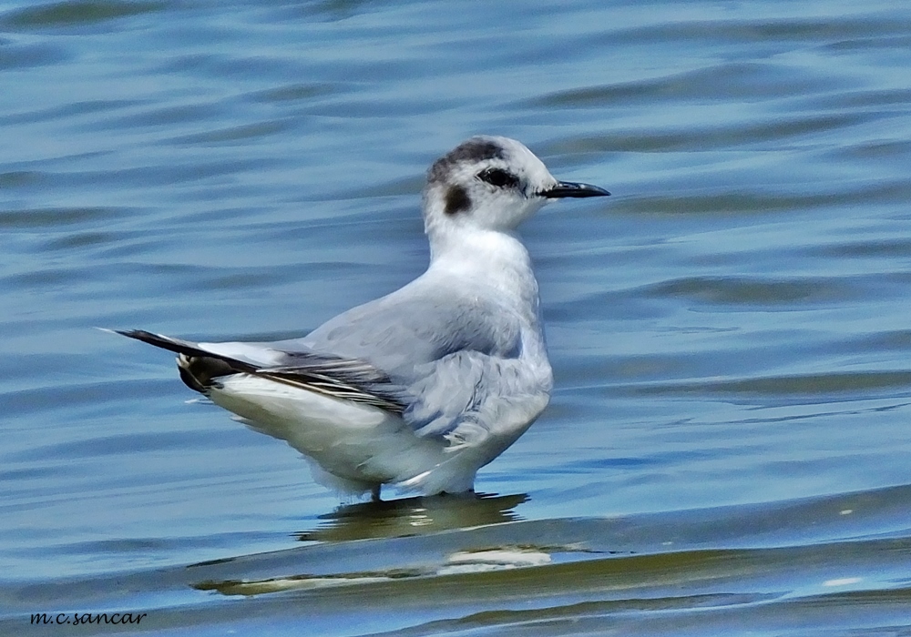 Little Gull