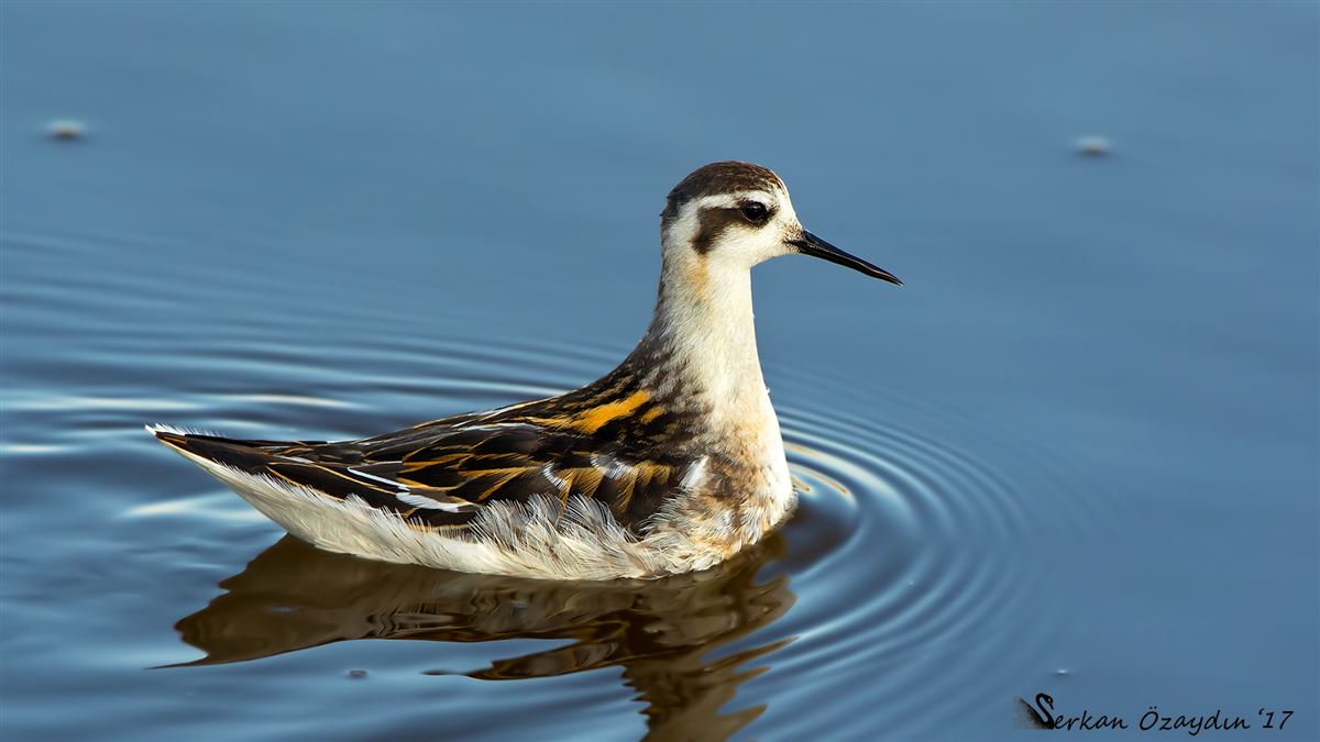 Red-necked Phalarope