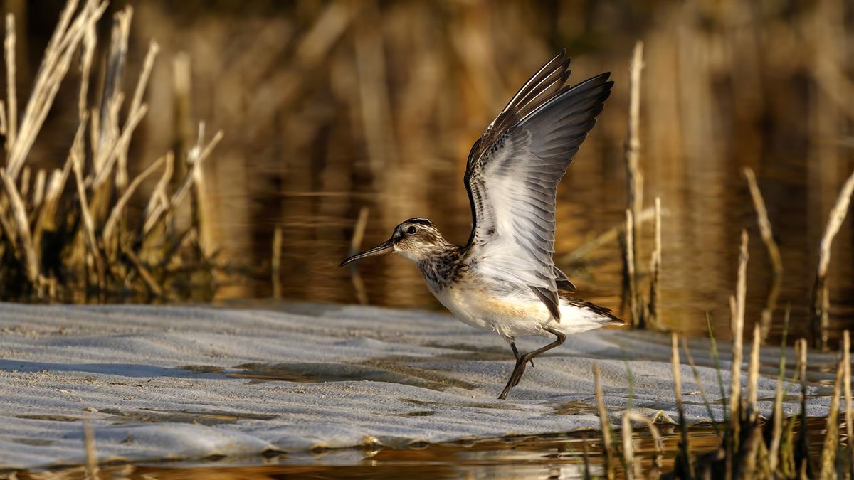 Broad-billed Sandpiper
