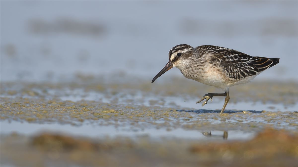 Broad-billed Sandpiper