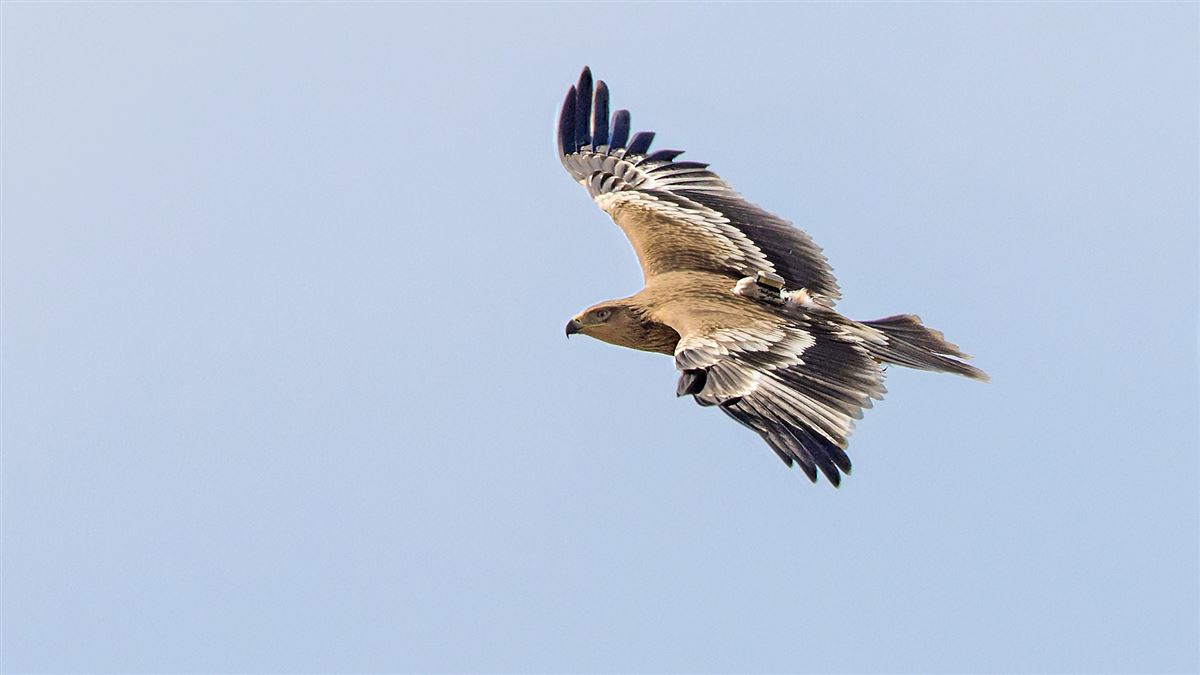 Eastern Imperial Eagle