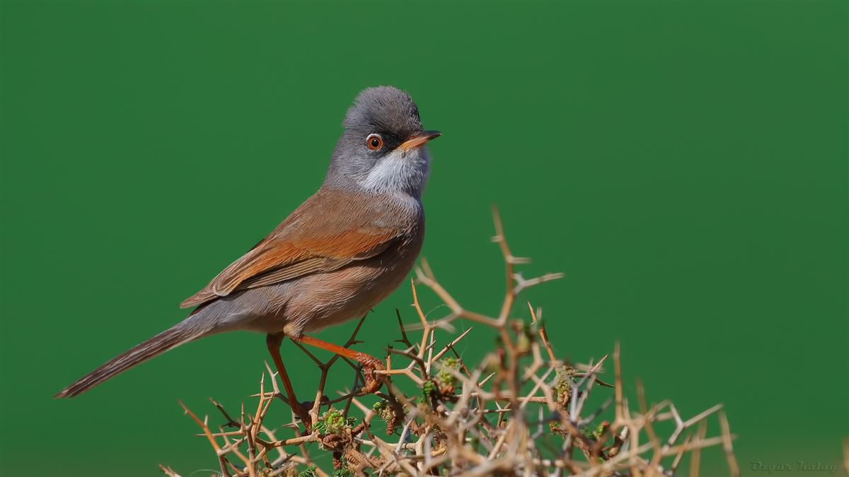 Spectacled Warbler