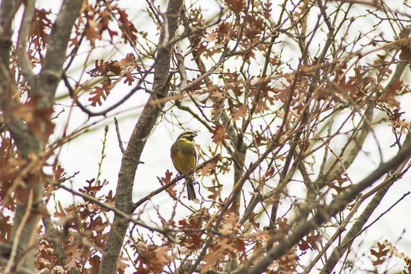 Cirl Bunting