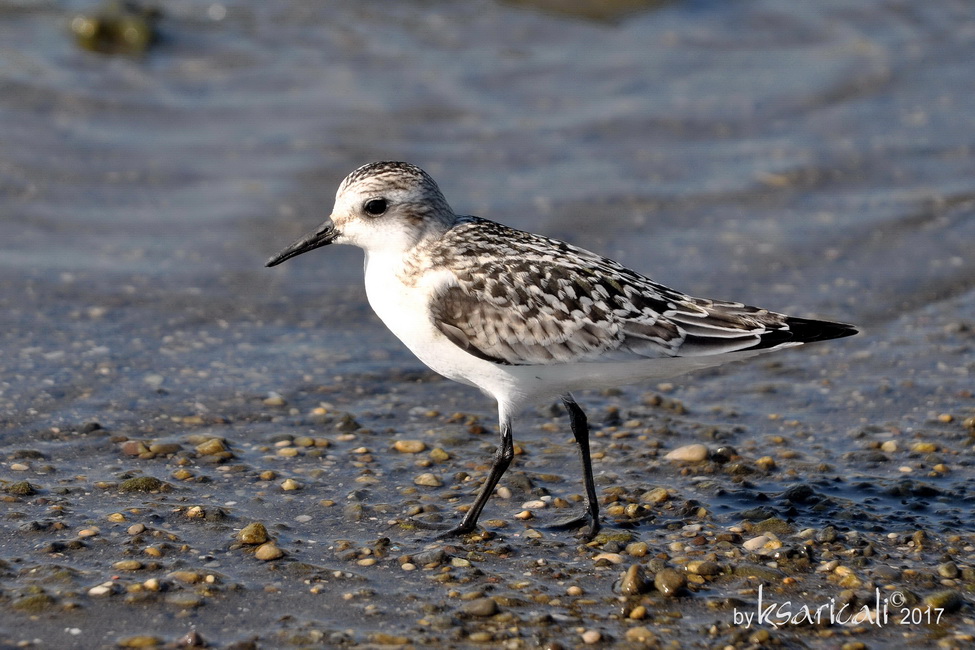 Sanderling