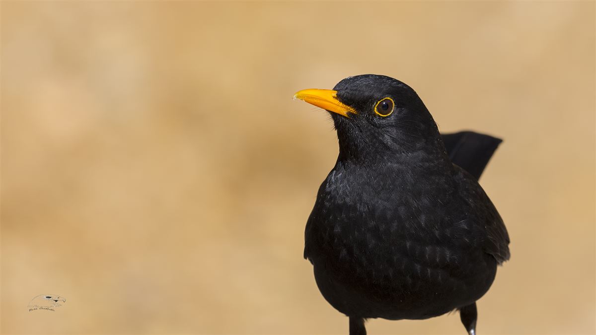 Common Blackbird