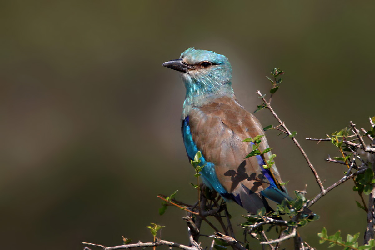 European Roller