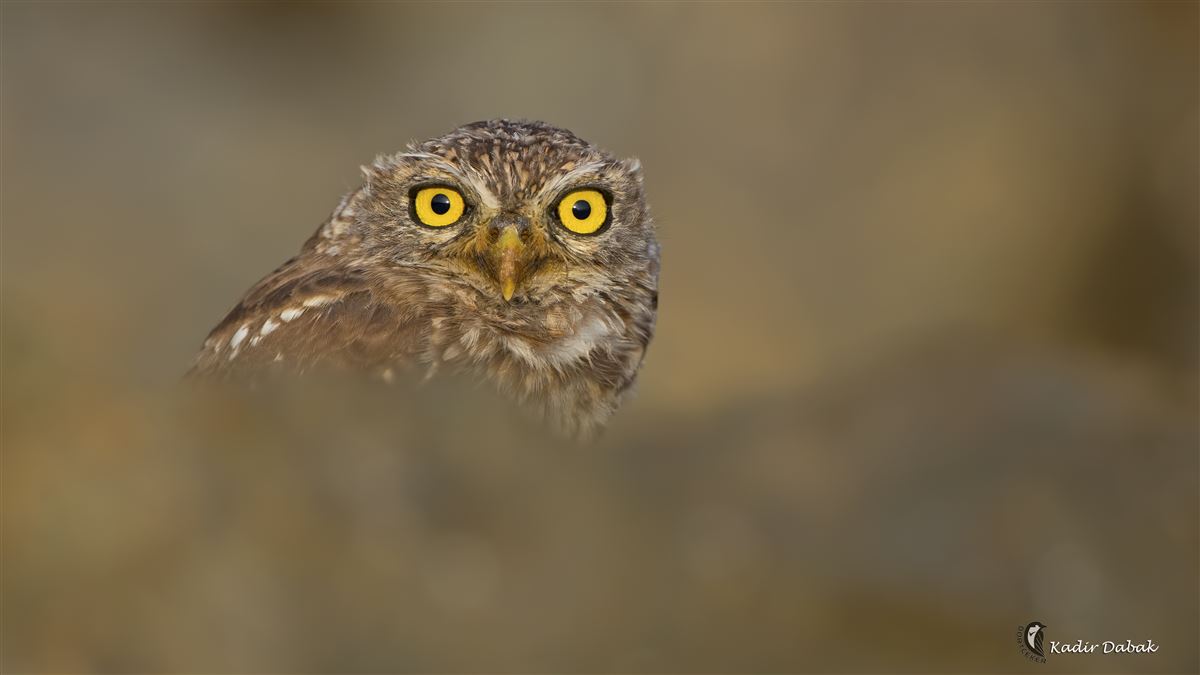 Little Owl