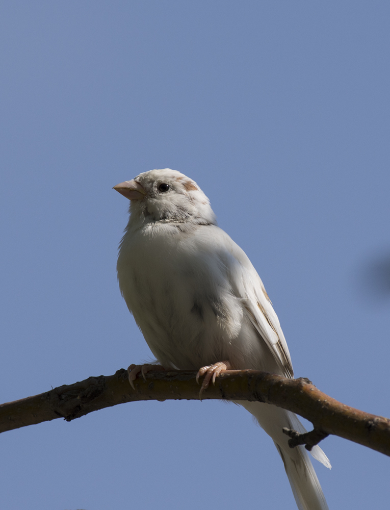 House Sparrow