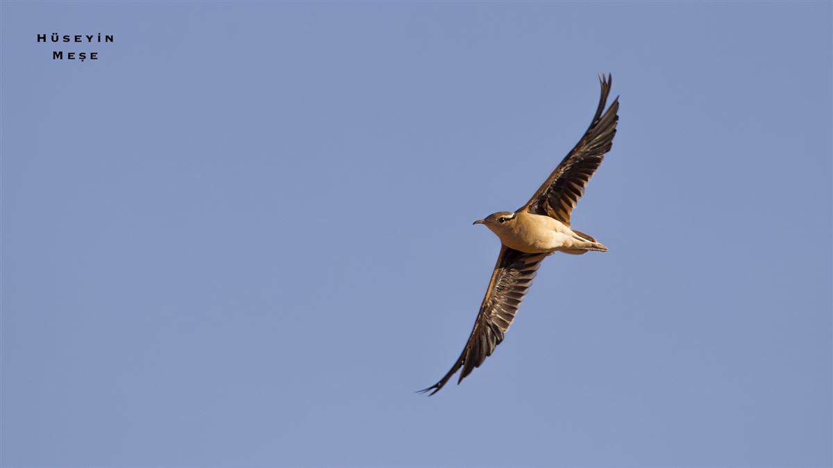 Cream-colored Courser