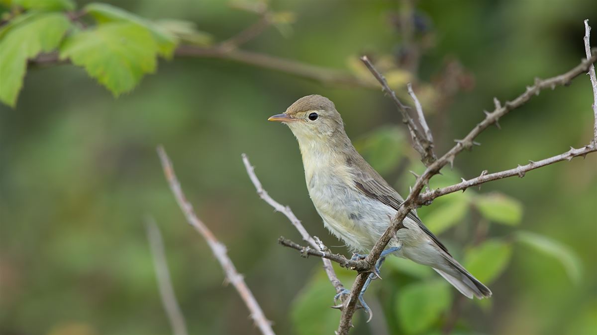 Icterine Warbler