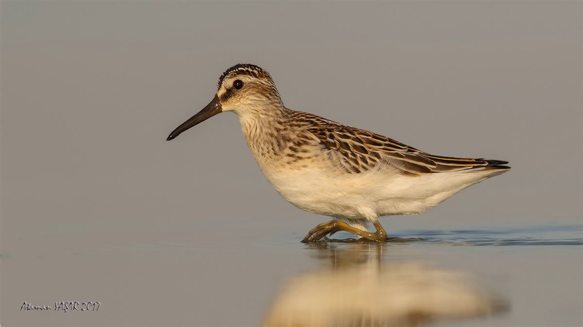 Broad-billed Sandpiper