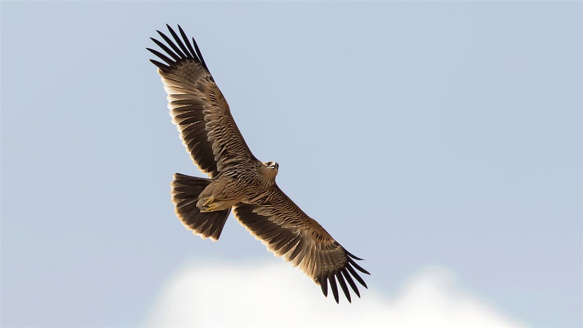 Eastern Imperial Eagle