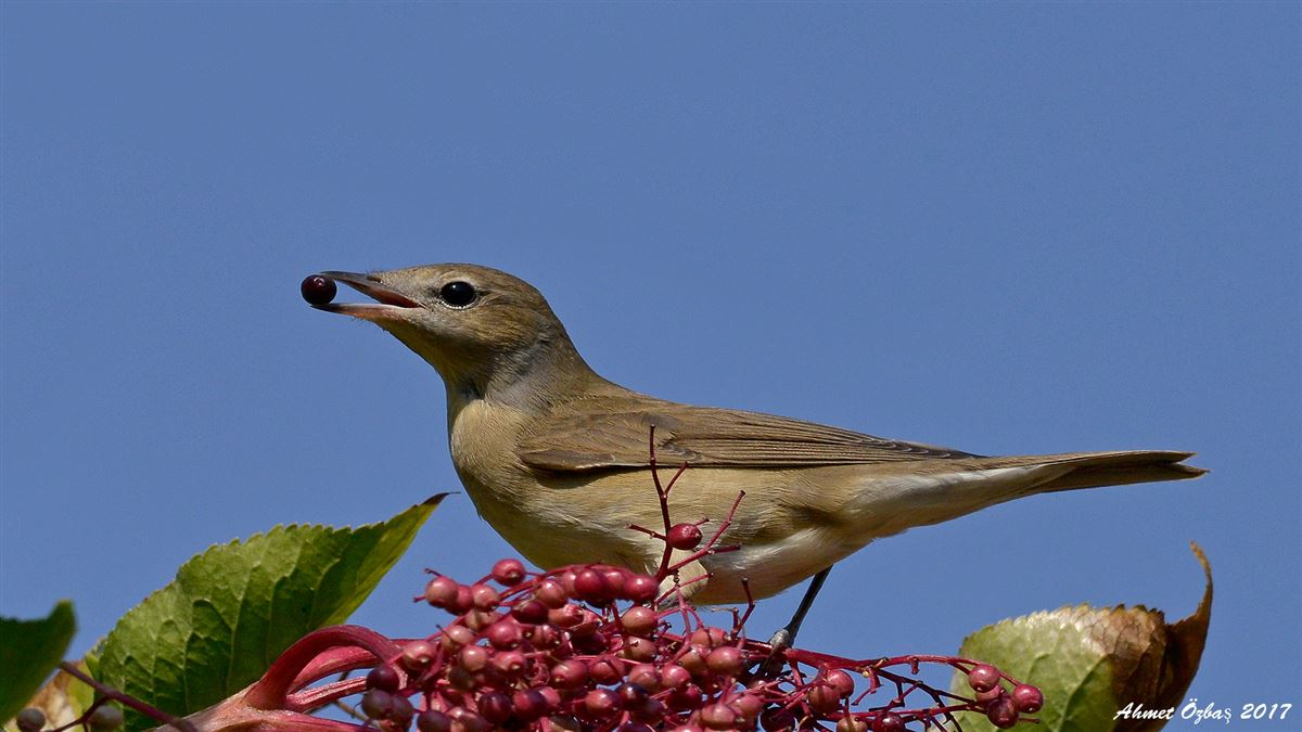 Garden Warbler