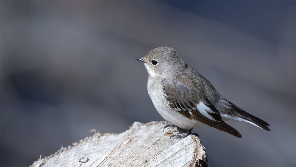 European Pied Flycatcher