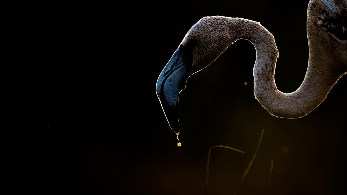 Flamingo