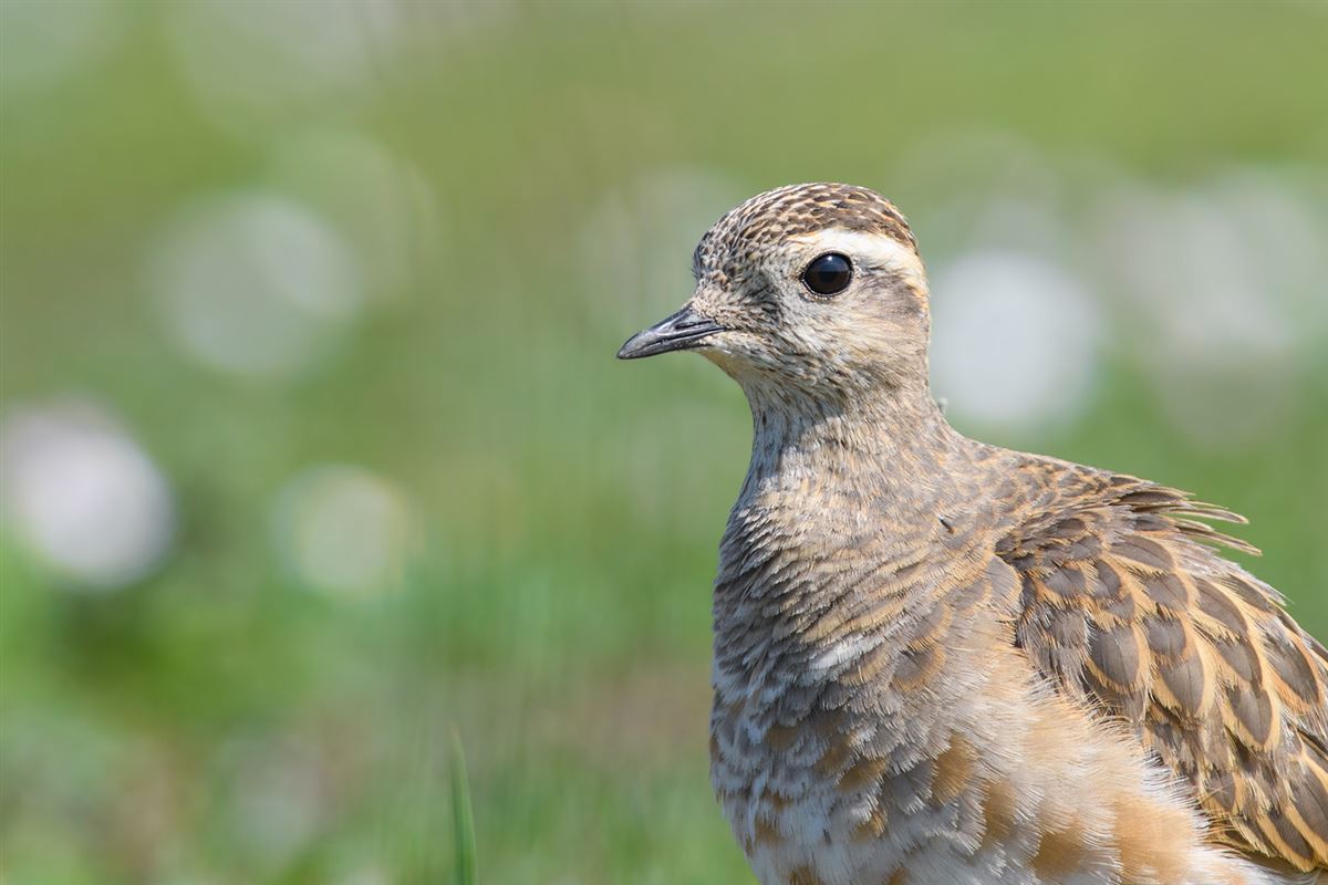 Eurasian Dotterel