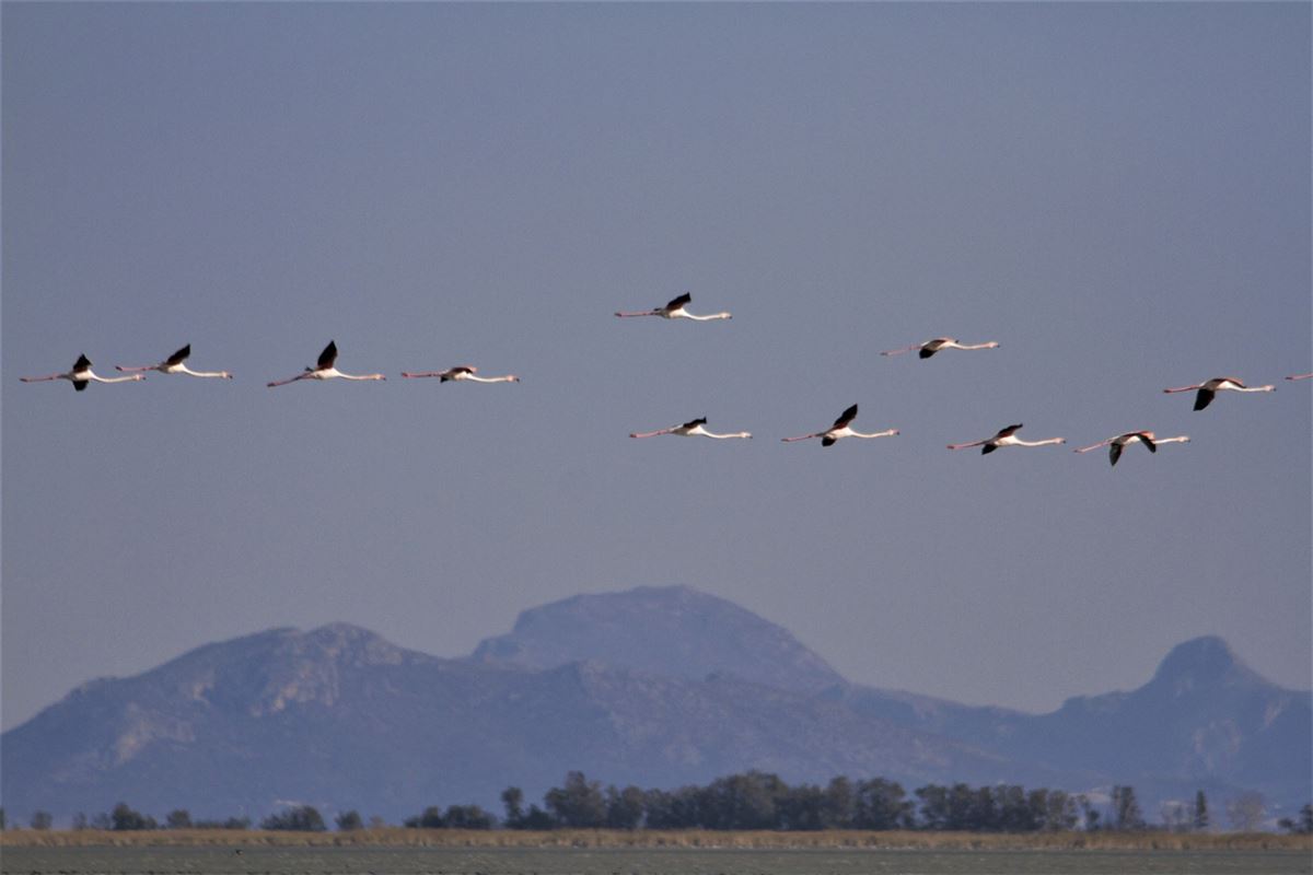 Flamingo