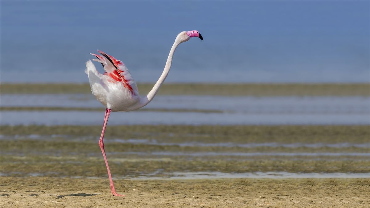 Flamingo