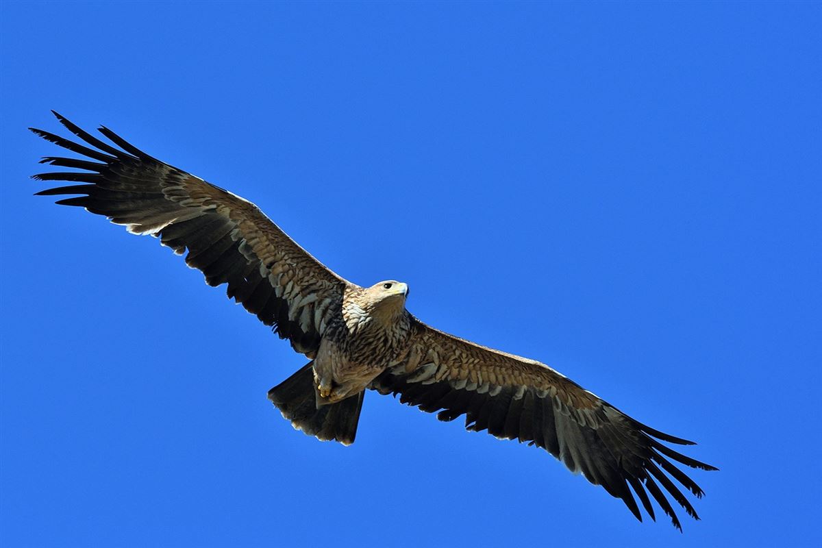 Eastern Imperial Eagle