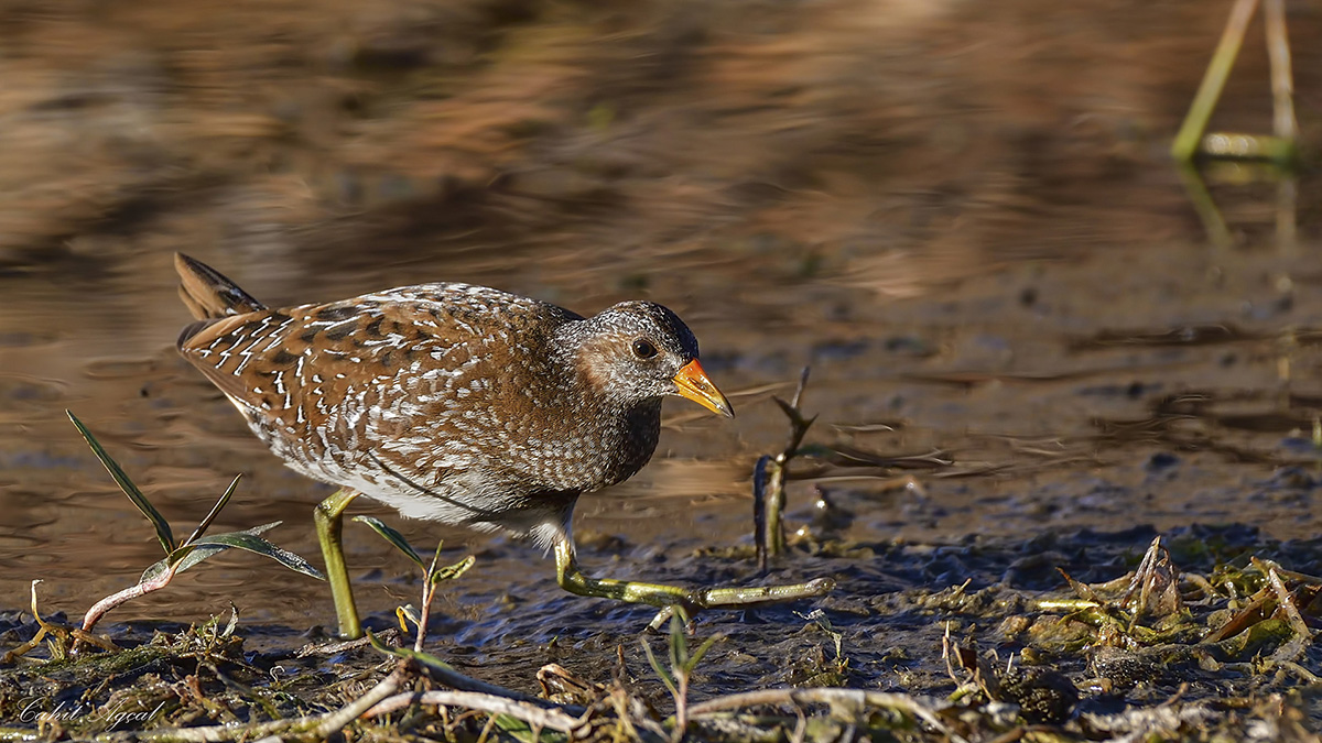Spotted Crake