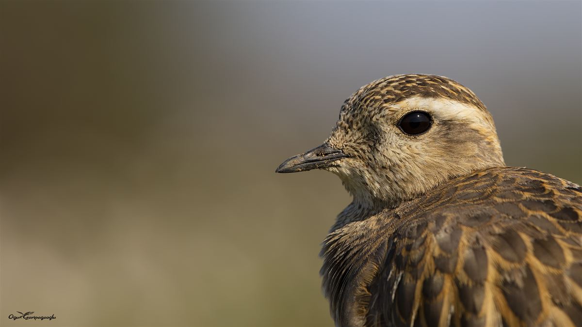 Eurasian Dotterel