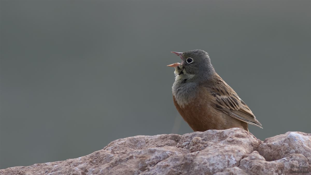 Ortolan Bunting