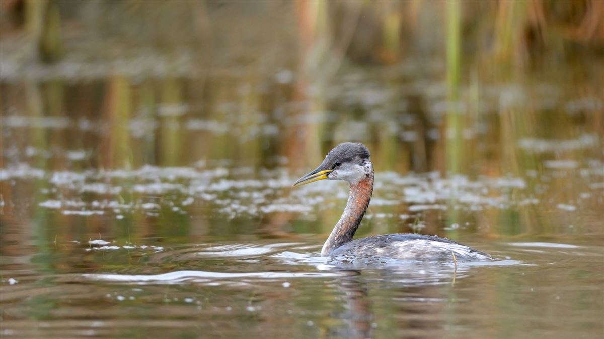 Red-necked Grebe
