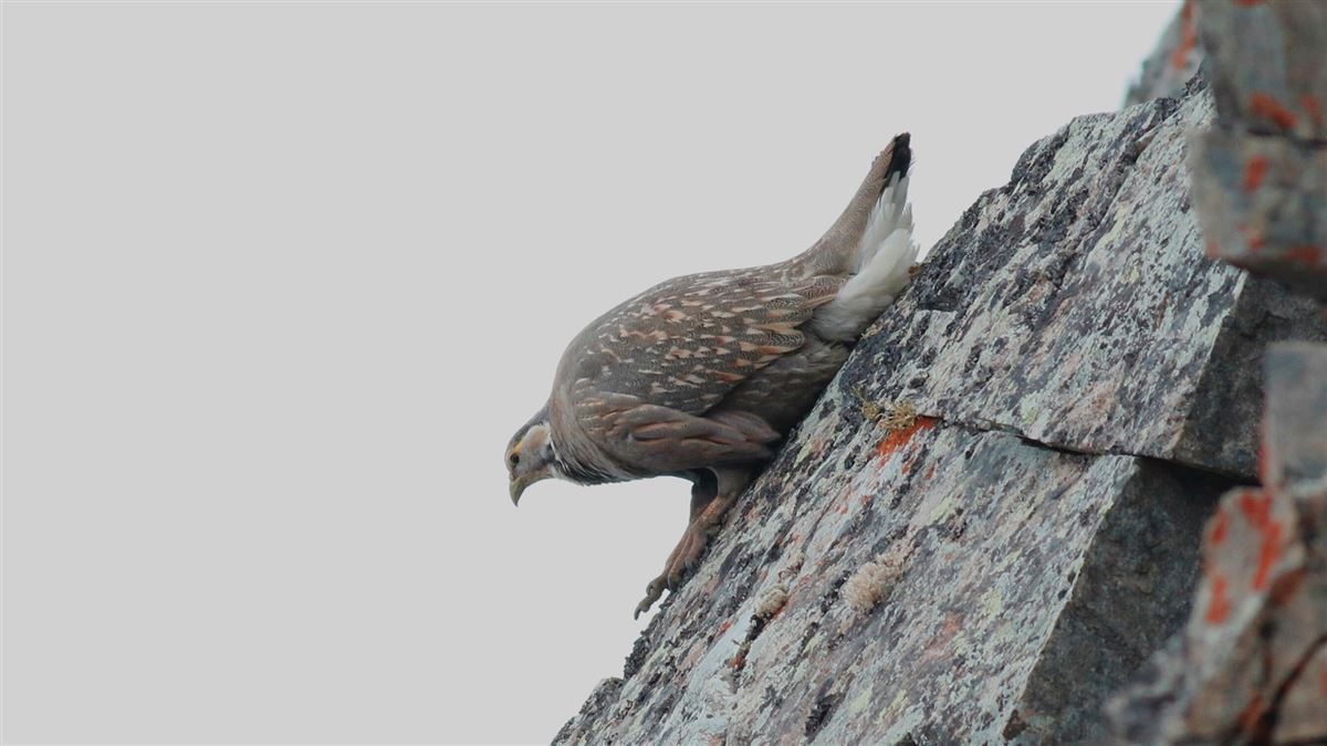 Caspian Snowcock