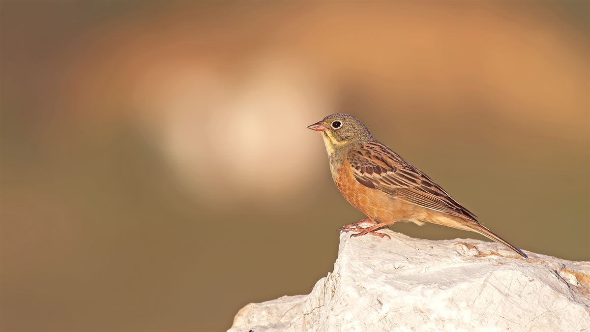 Ortolan Bunting