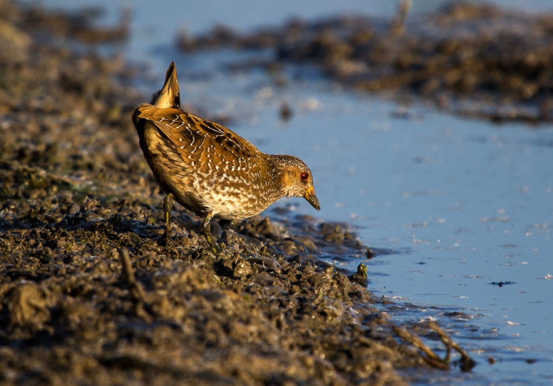 Spotted Crake