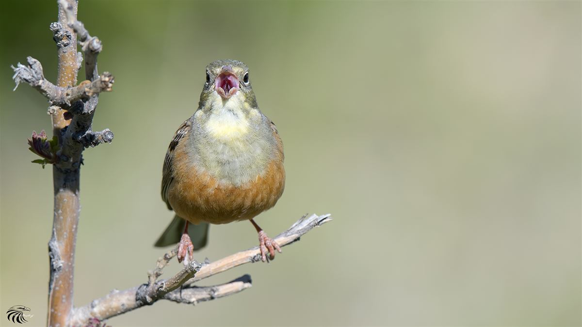Ortolan Bunting