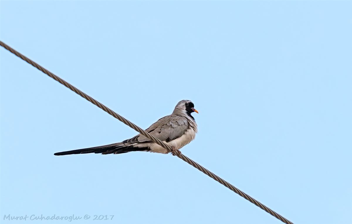 Namaqua Dove
