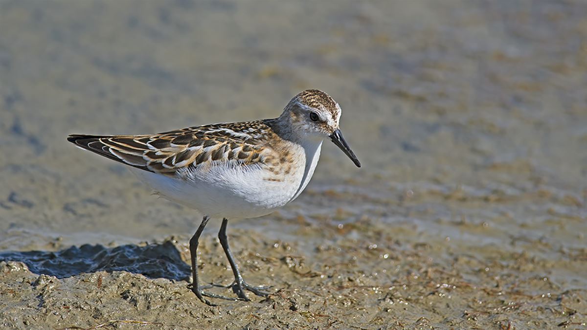 Küçük Kumkuşu