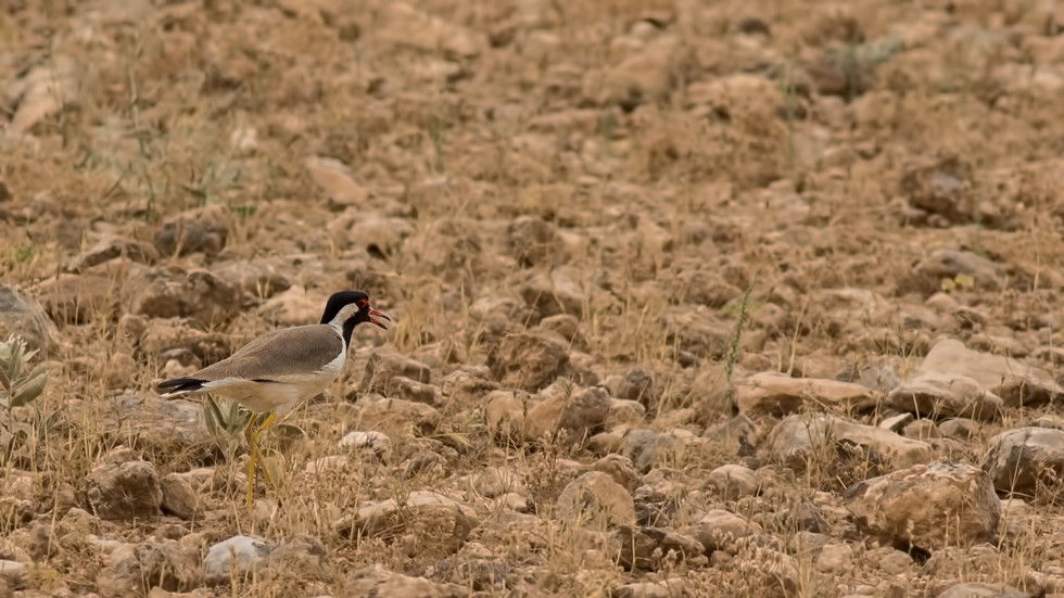 Red-wattled Lapwing