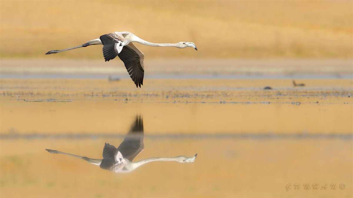 Flamingo