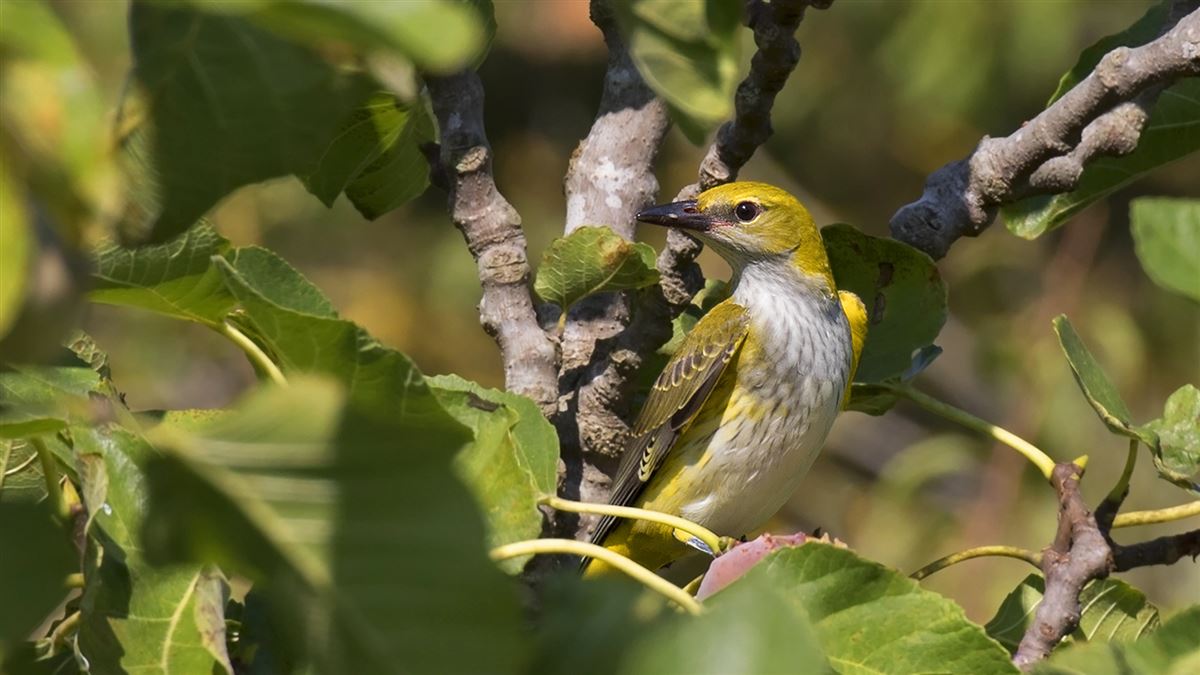 Eurasian Golden Oriole