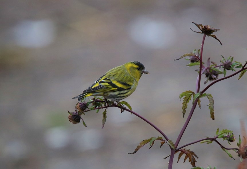 Eurasian Siskin