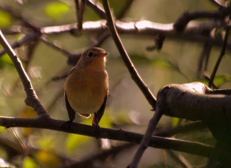 Red-breasted Flycatcher