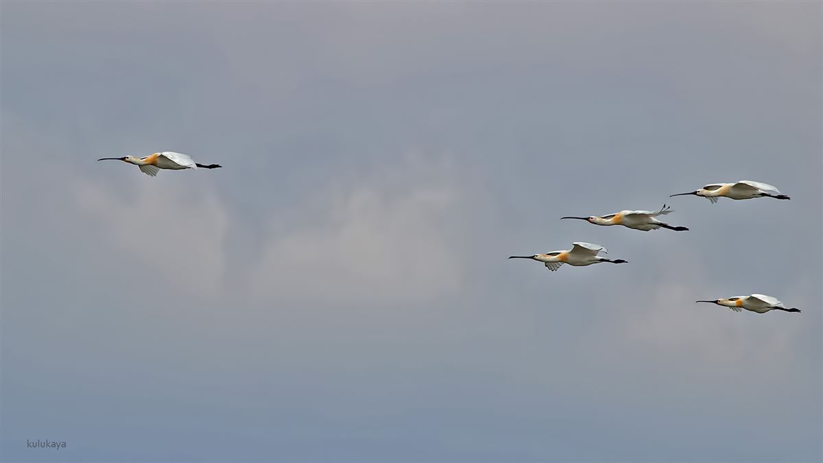 Eurasian Spoonbill