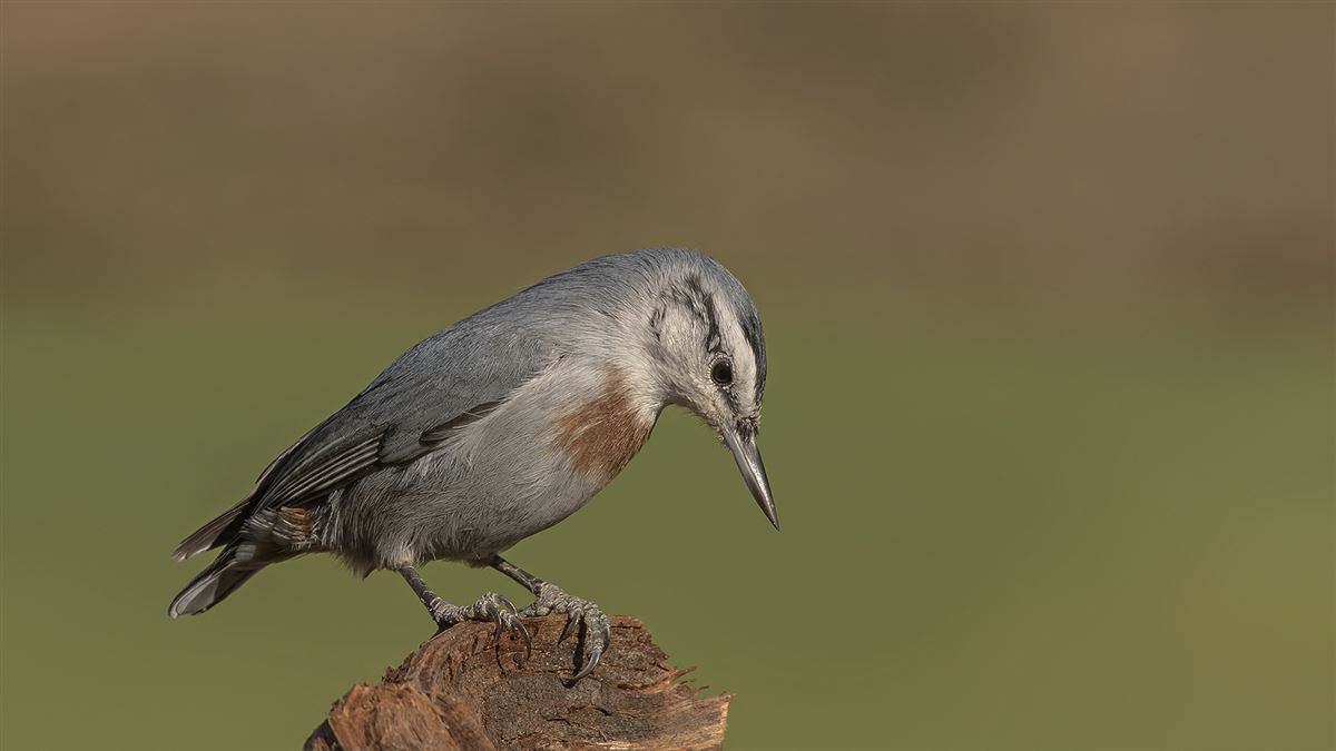 Krüper`s Nuthatch
