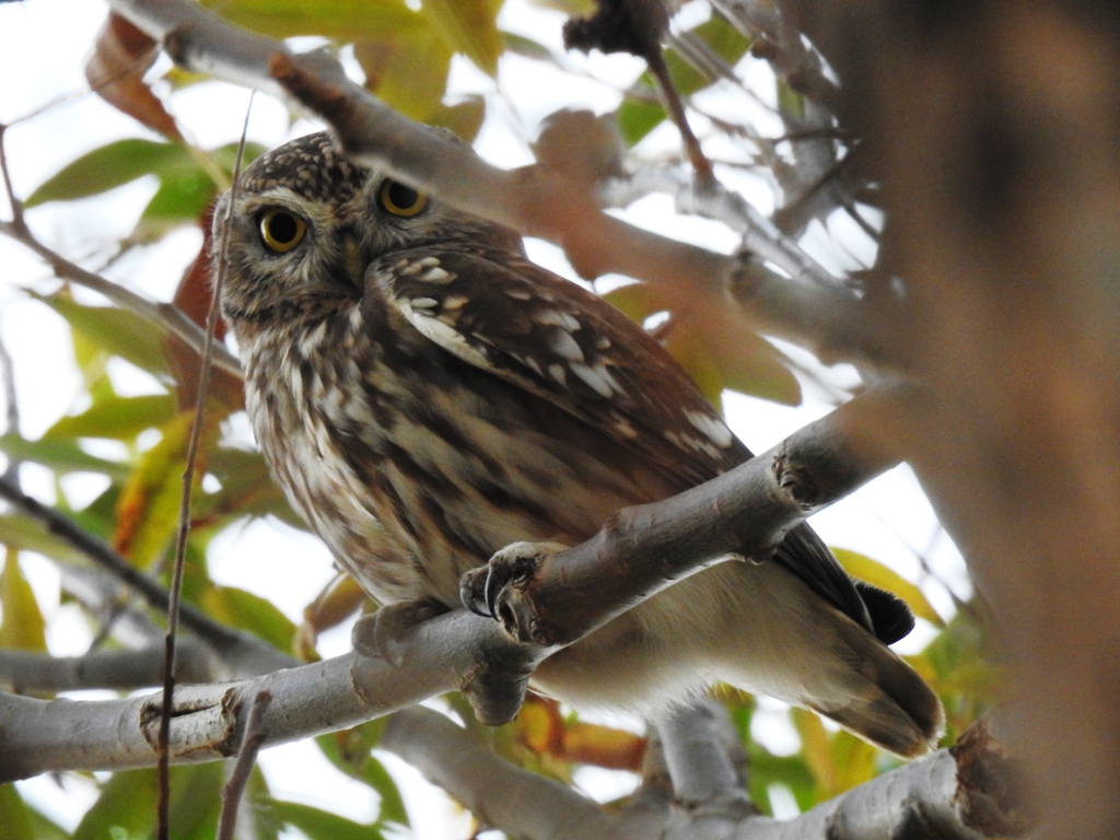 Little Owl